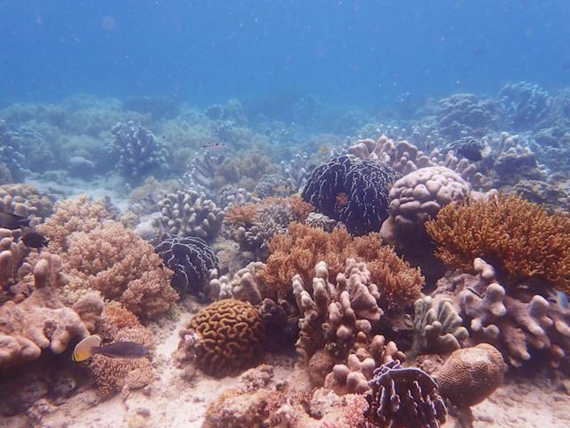 Nomad Divers Bangka Likupang Ngoại thất bức ảnh